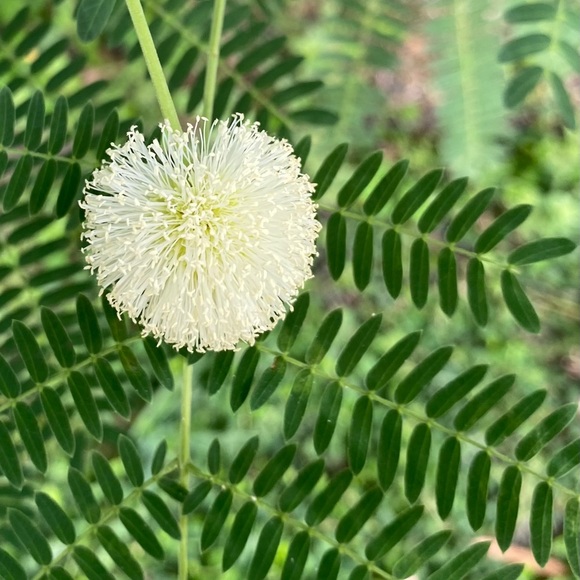 Meet your Posher, Yrene c - Picture 1 of 1